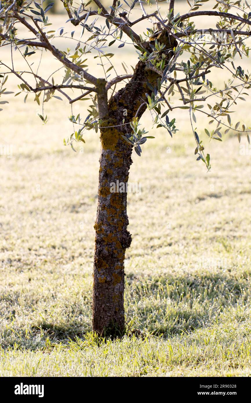 Small olive tree Stock Photo Alamy