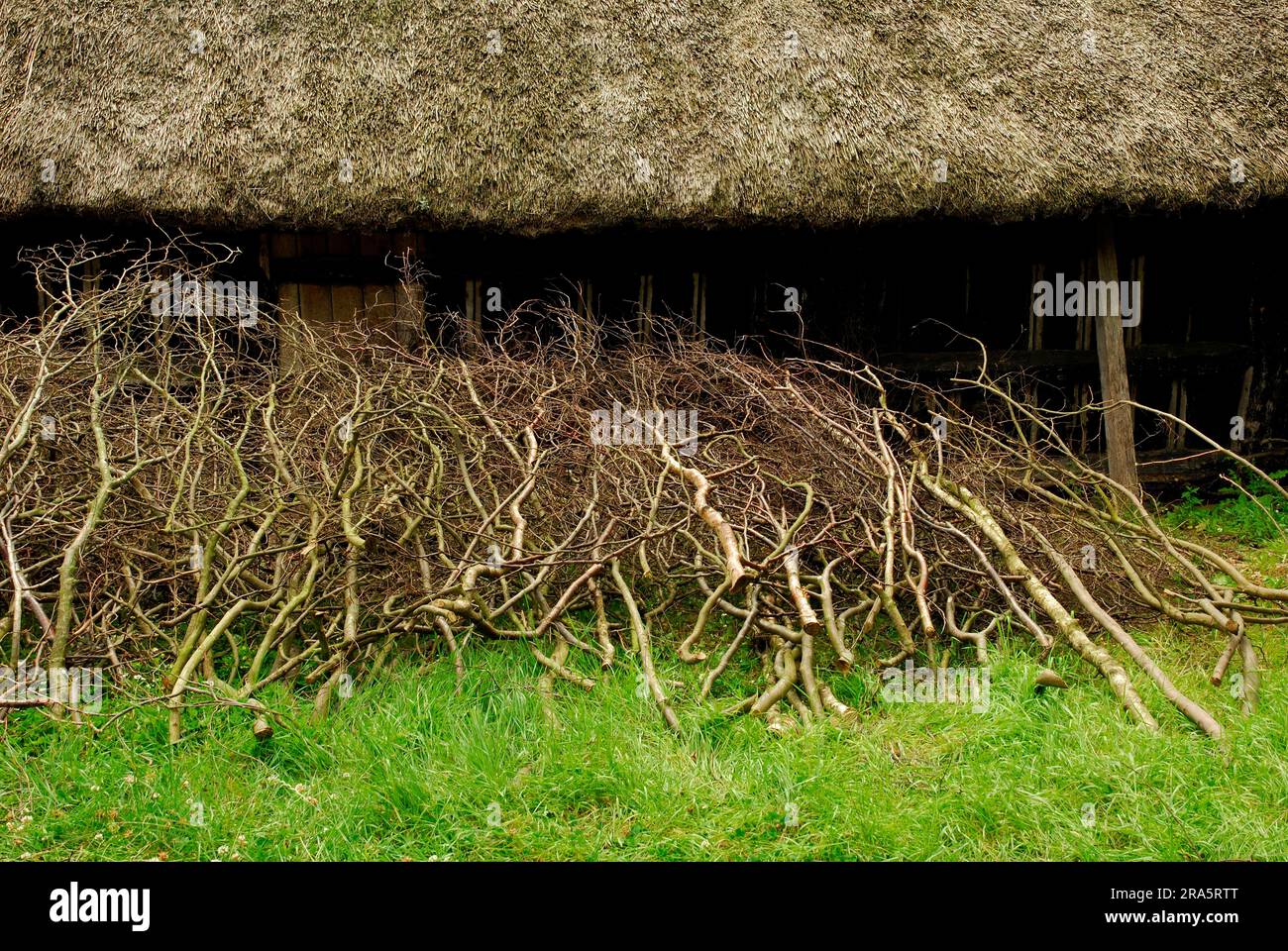 Cut branches, tree pruning, shrub pruning Stock Photo Alamy
