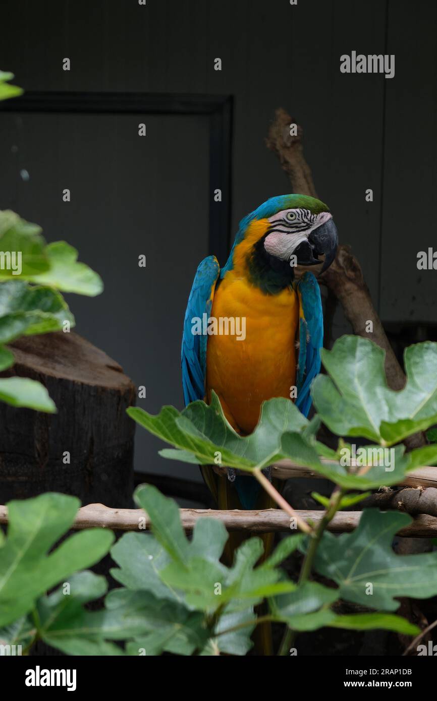 Parrots in captivity Stock Photo Alamy