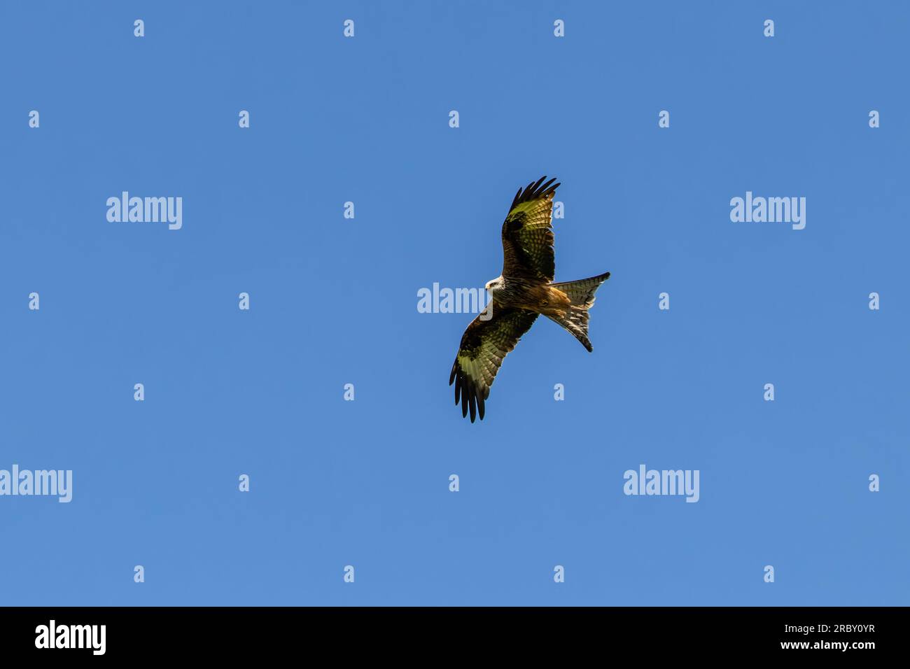 Red Kite in Flight Stock Photo Alamy