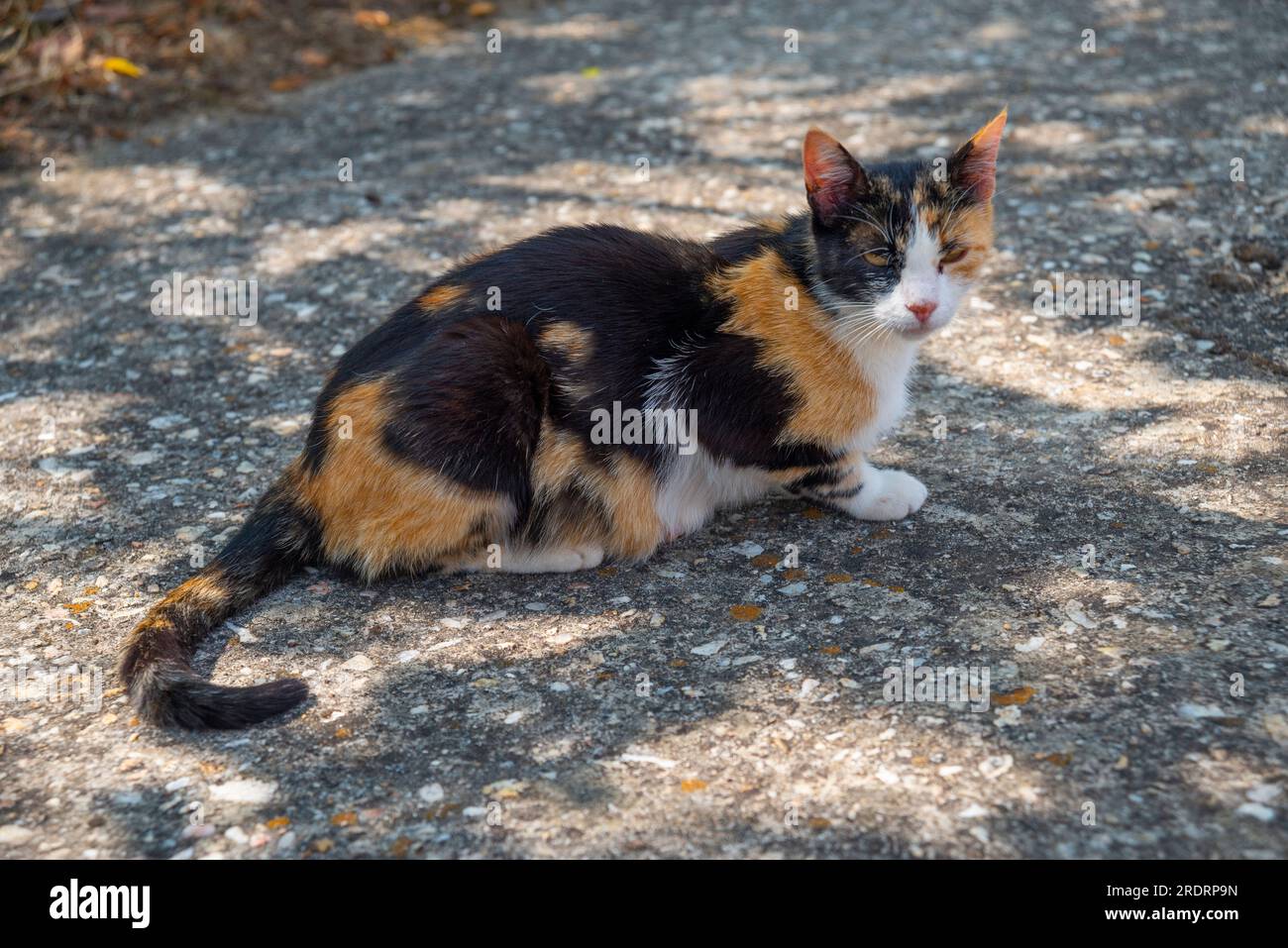 Calico cats hires stock photography and images Alamy