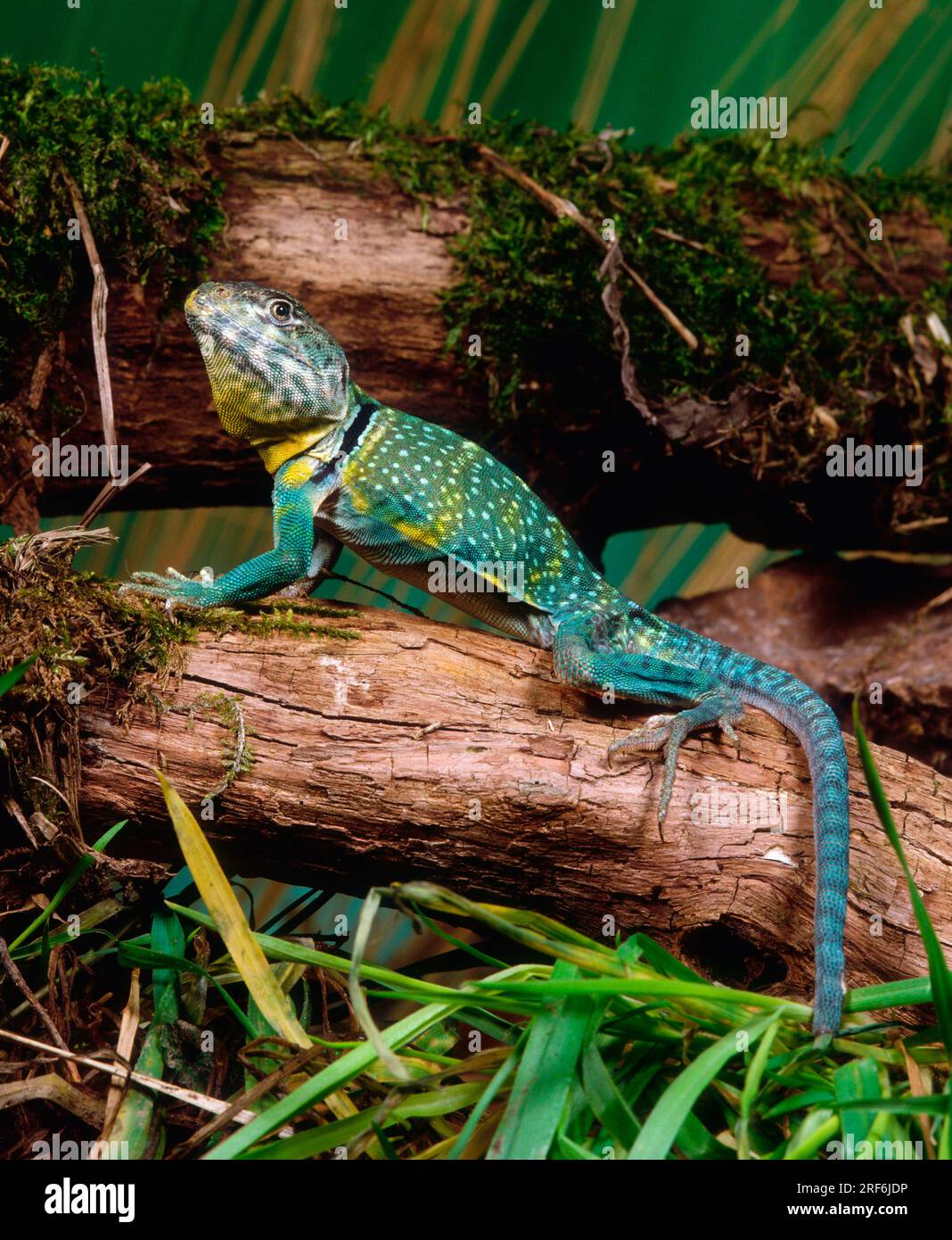 Collared lizard (Crotaphytus collaris Stock Photo Alamy