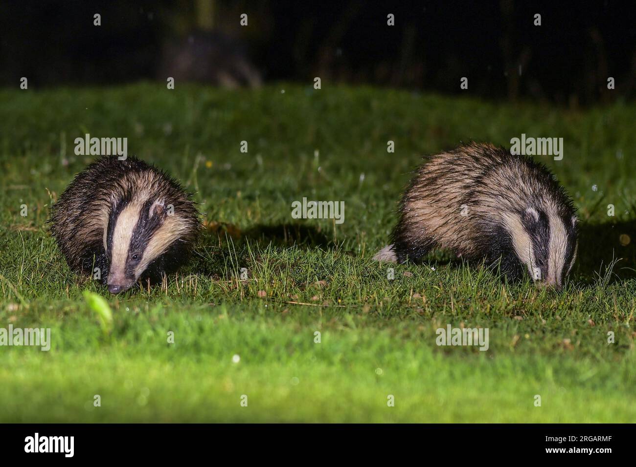 Pair of badger cubs feeding hires stock photography and images Alamy