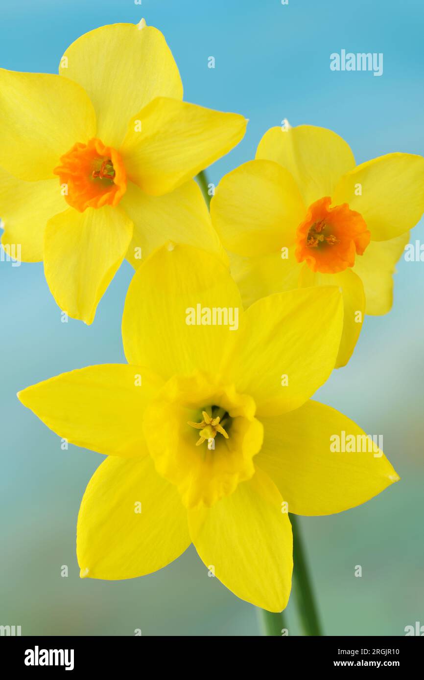 Narcissus Daffodils Stock Photo Alamy