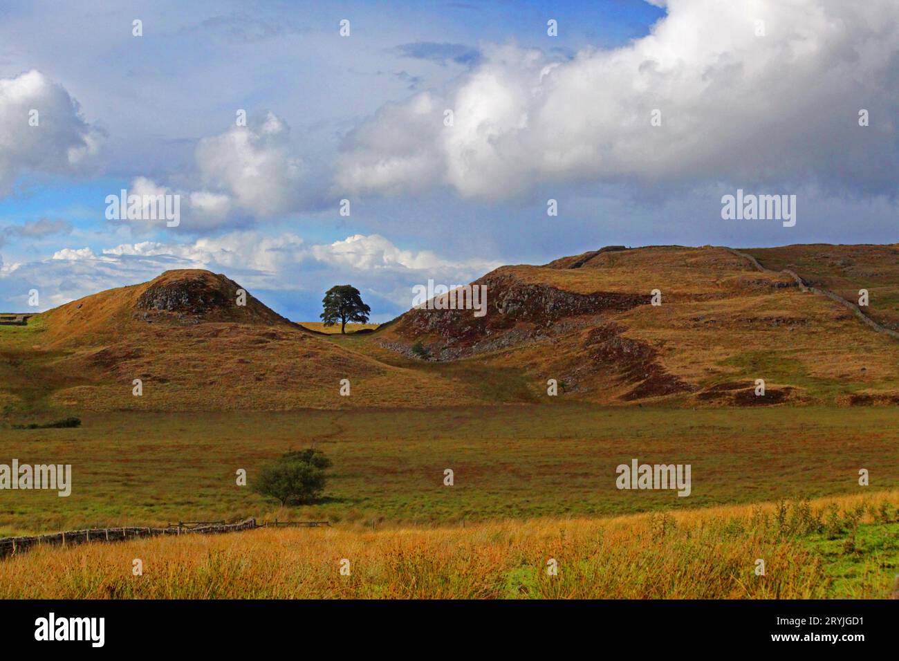 Sycamore gap tree vandalism hires stock photography and images Alamy