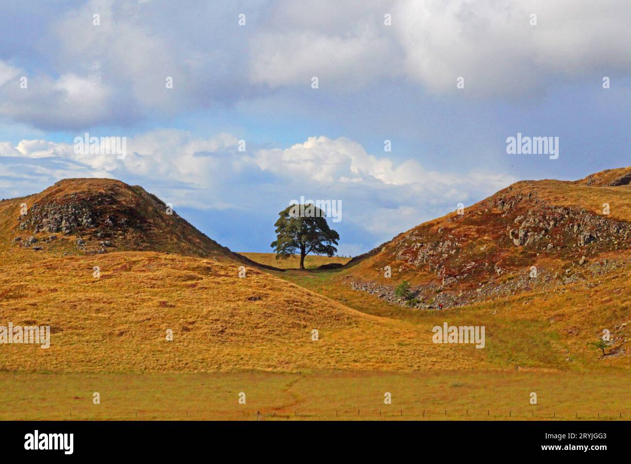 Sycamore gap tree vandalism hires stock photography and images Alamy