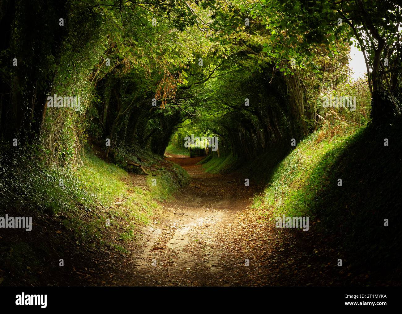Halnaker Tree Tunnel Stock Photo Alamy