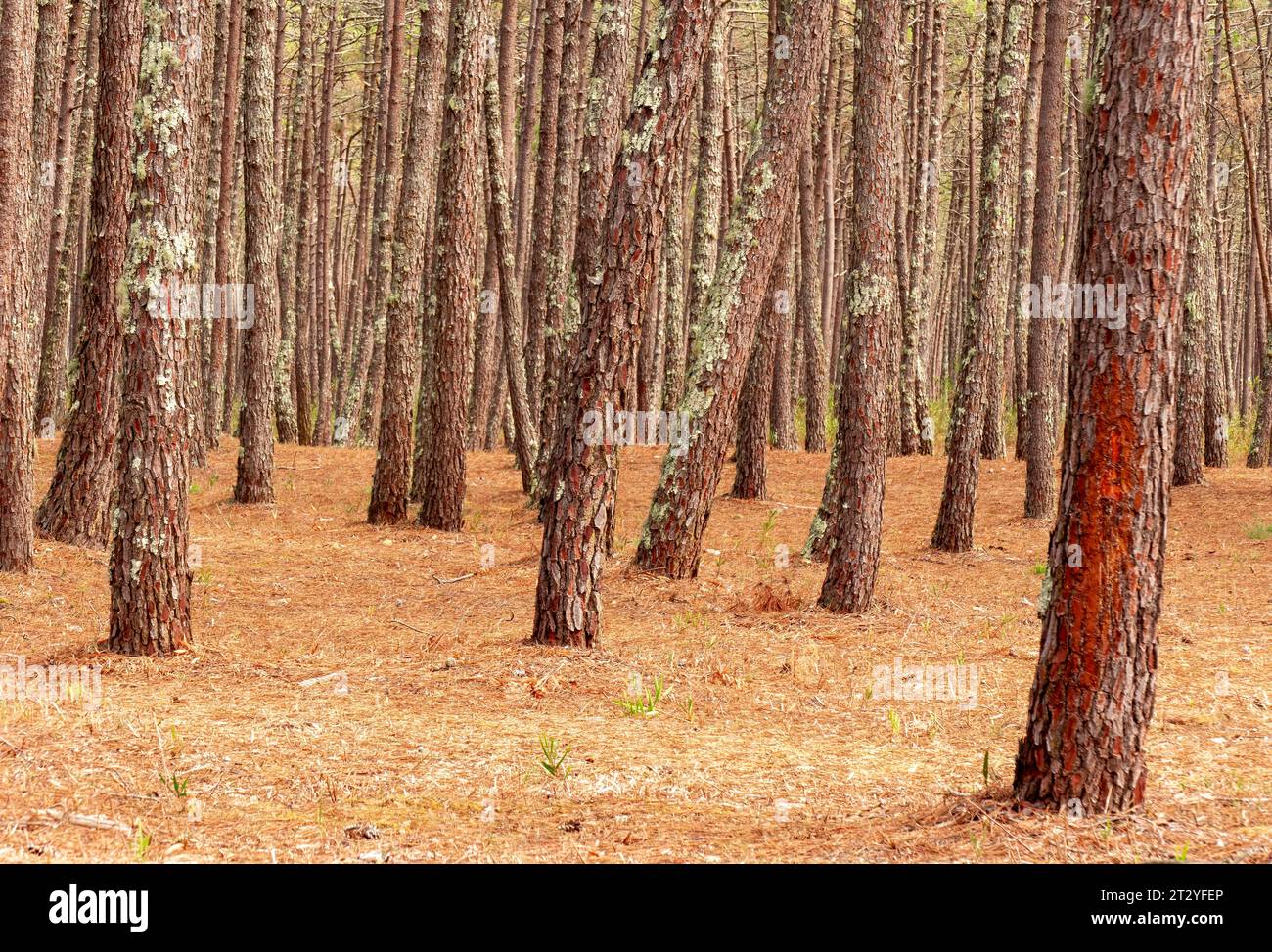 Pine forest. Fire hazard Stock Photo Alamy