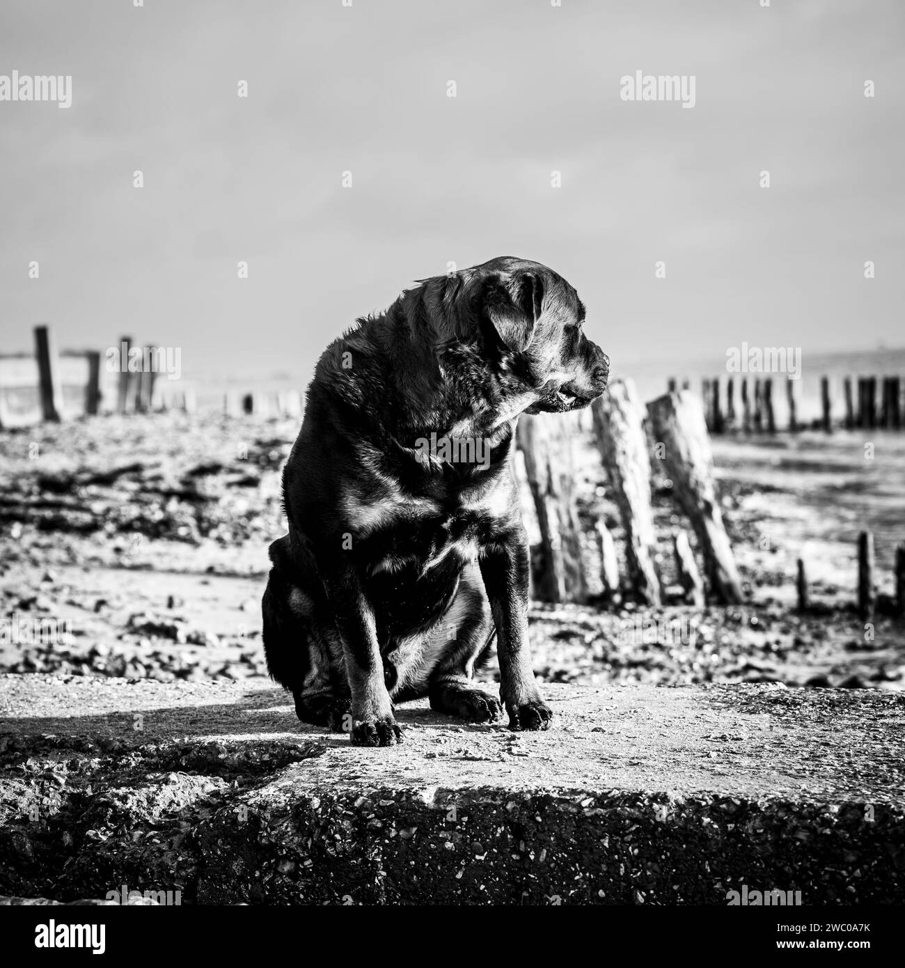 Dogpics Black and White Stock Photos & Images Alamy