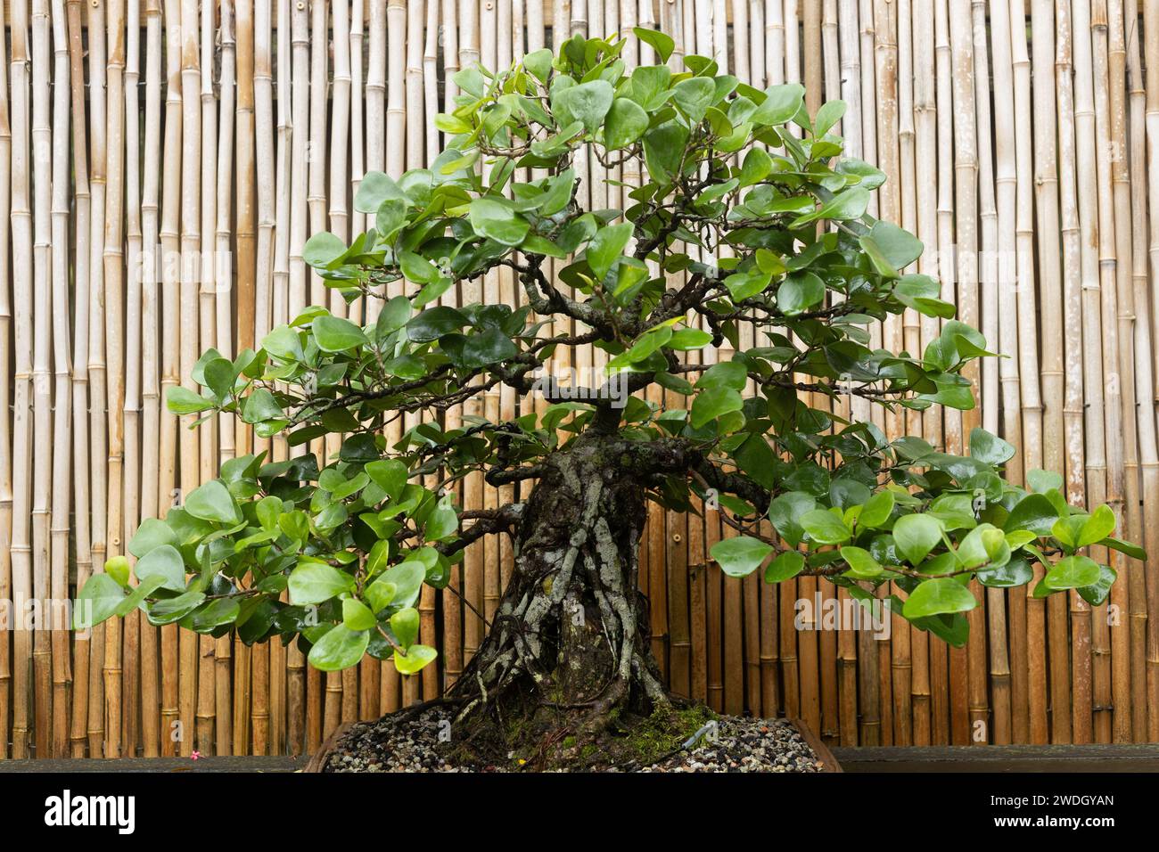 Ficus triangularis triangle fig bonsai tree Stock Photo Alamy