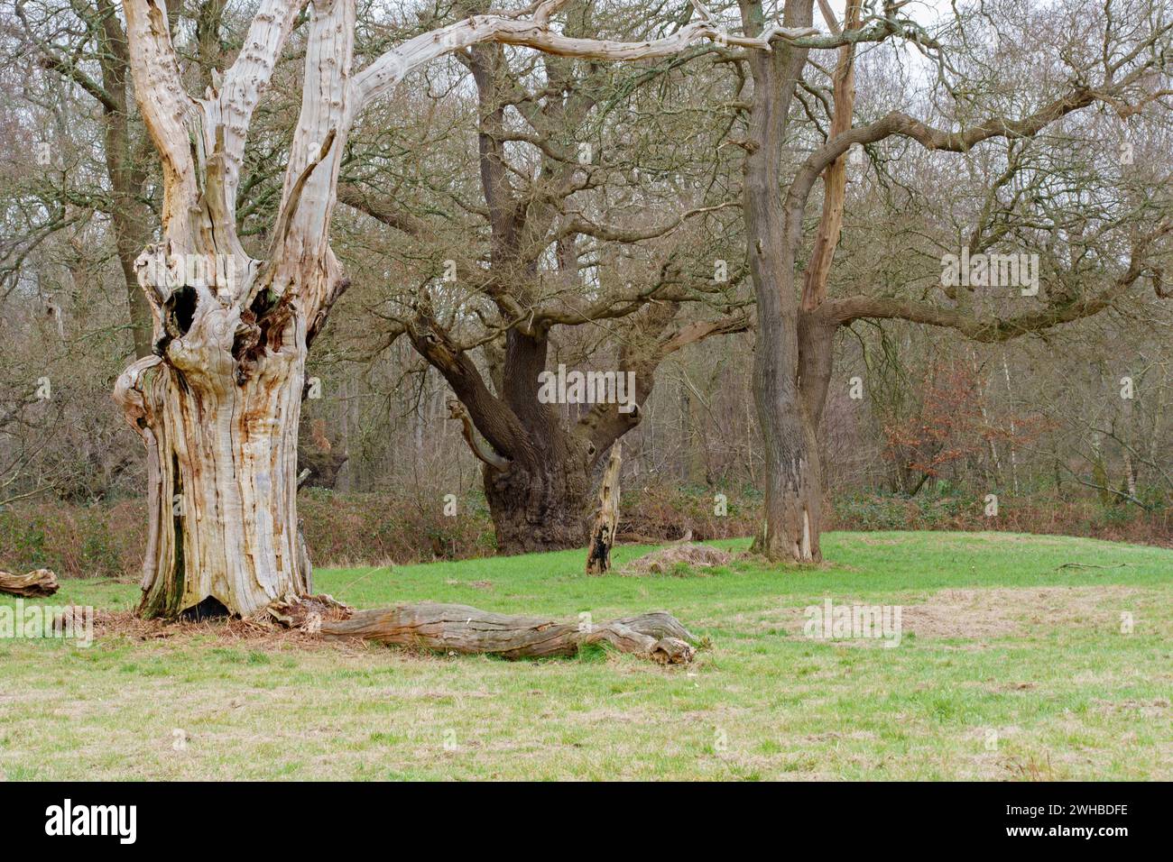 Ashtead common hires stock photography and images Alamy