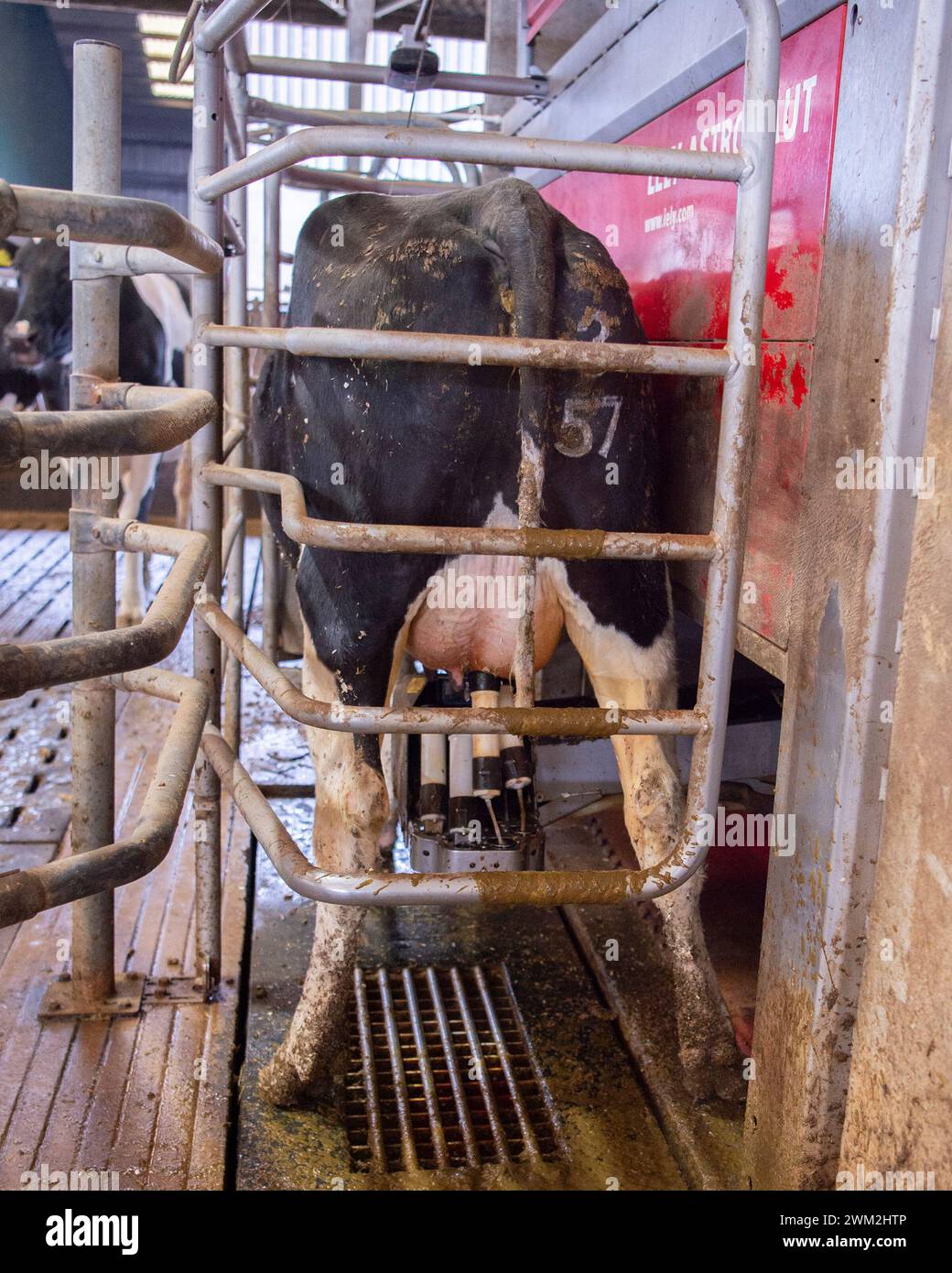 Milking cow machine hires stock photography and images Alamy