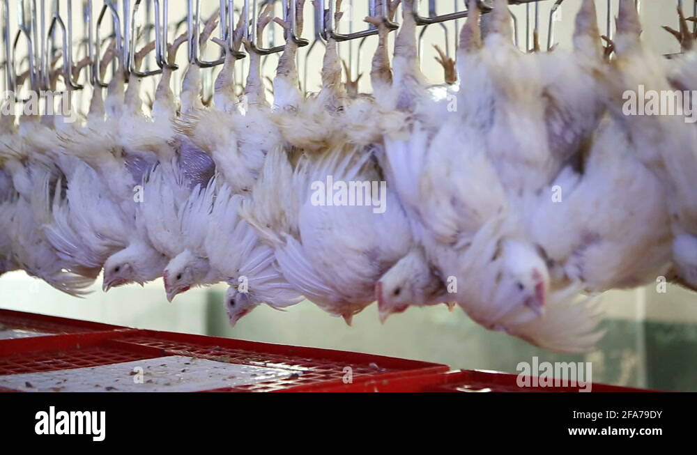 Chicken processing line at poultry farm Stock Video Footage Alamy