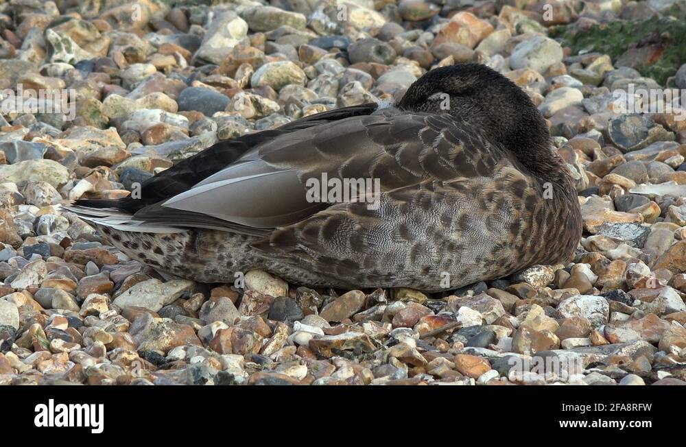 Sleeping duck uk Stock Videos & Footage HD and 4K Video Clips Alamy