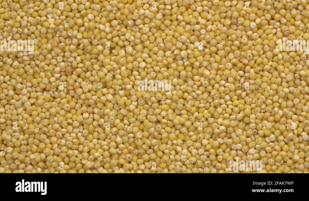 Millet grain Stock Videos & Footage HD and 4K Video Clips Alamy