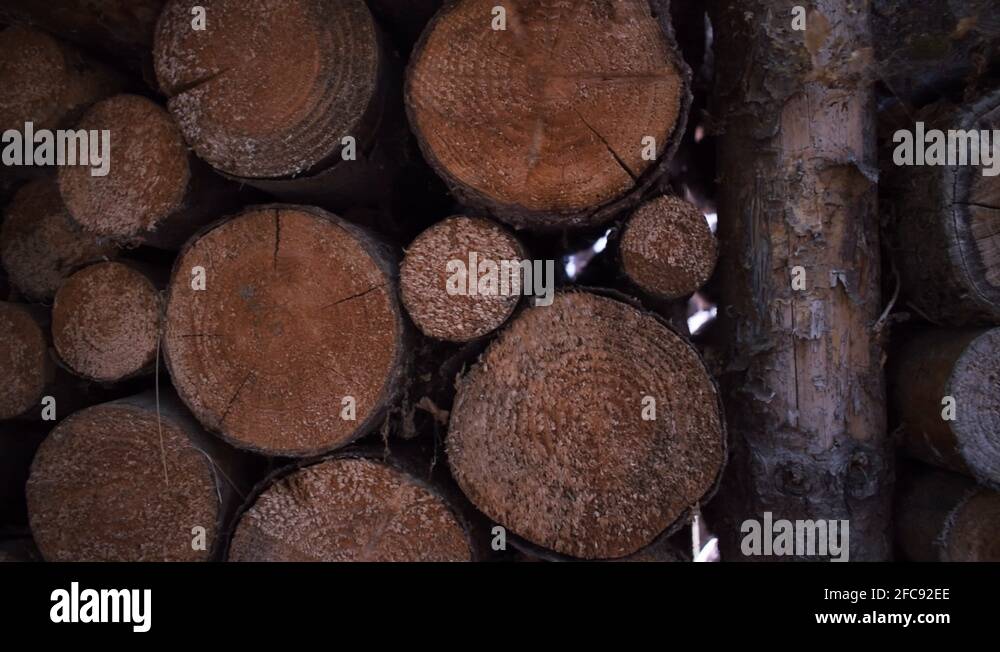 Drying trees Stock Videos & Footage HD and 4K Video Clips Alamy