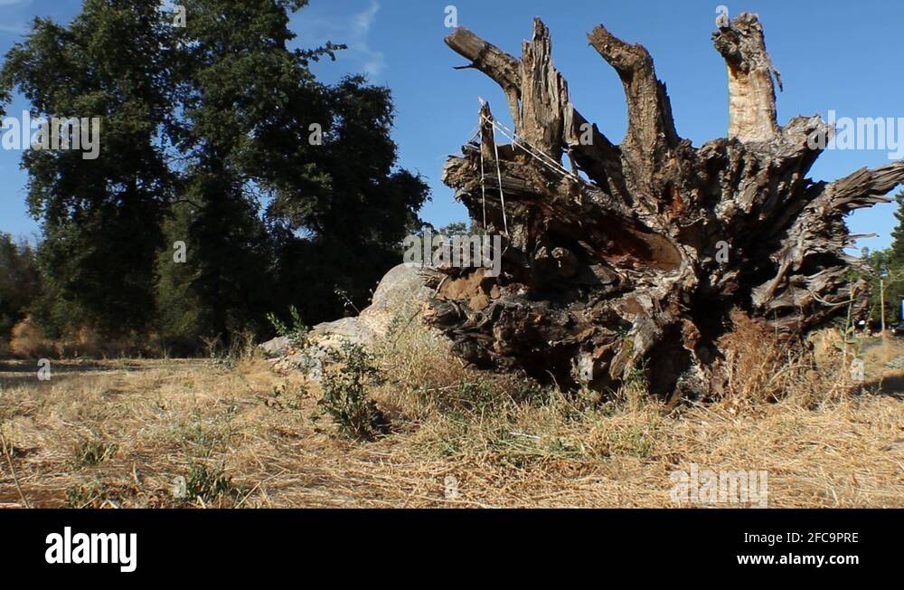Root ball of tree Stock Videos & Footage HD and 4K Video Clips Alamy