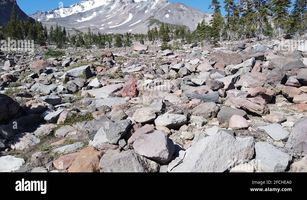Shasta forest Stock Videos & Footage HD and 4K Video Clips Alamy