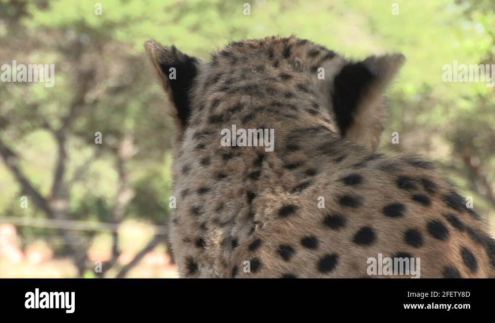 Cheetah nose Stock Videos & Footage HD and 4K Video Clips Alamy