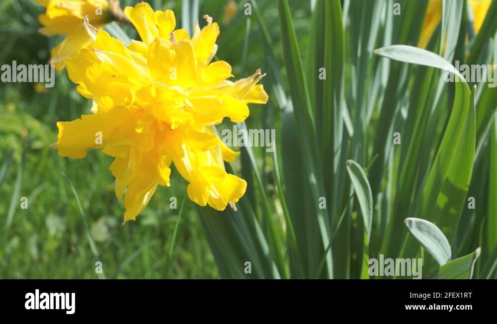 Daffodil flower heads Stock Videos & Footage HD and 4K Video Clips