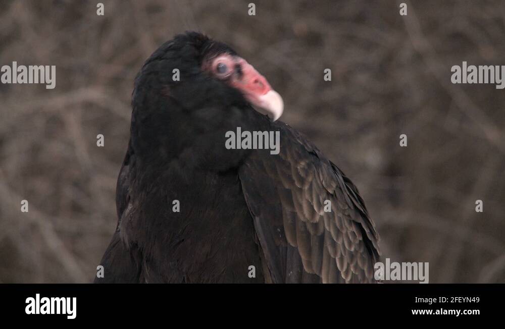 Turkey vulture beak Stock Videos & Footage HD and 4K Video Clips Alamy