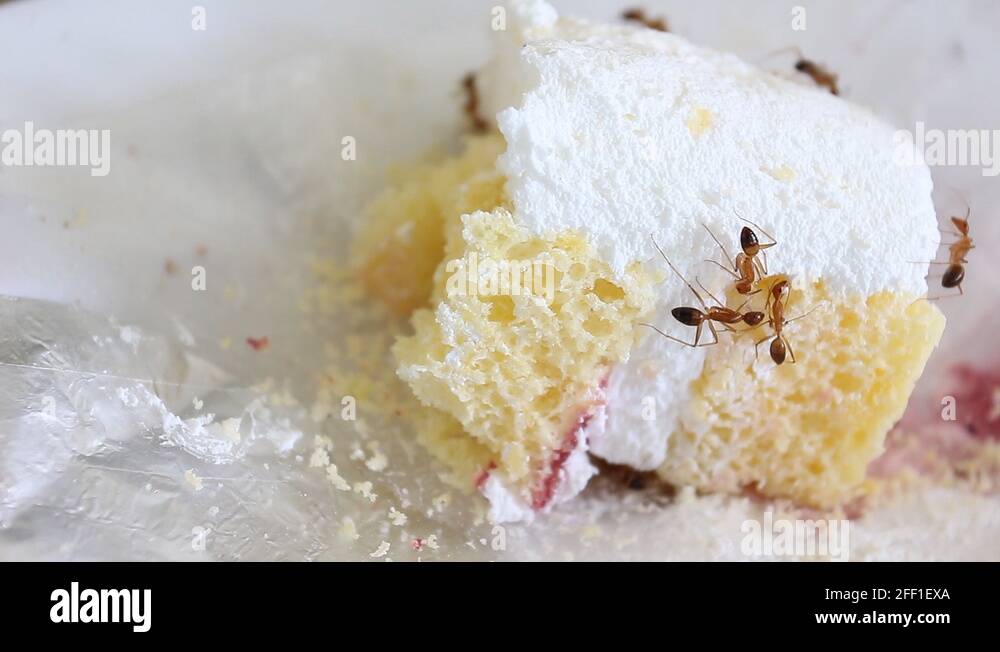 Ant eating animal Stock Videos & Footage HD and 4K Video Clips Alamy