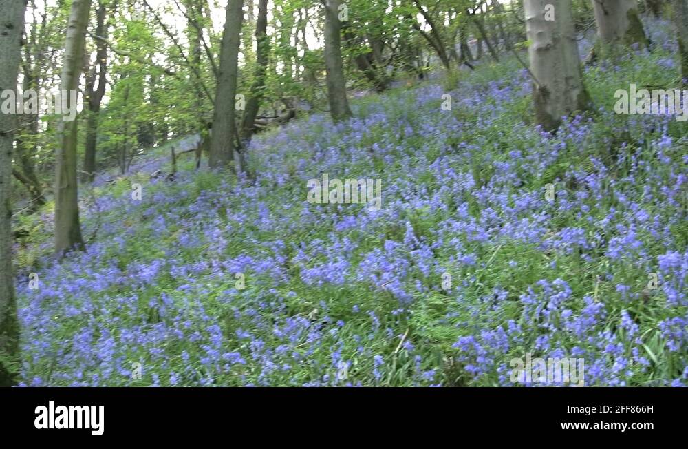 Native plants uk Stock Videos & Footage HD and 4K Video Clips Alamy