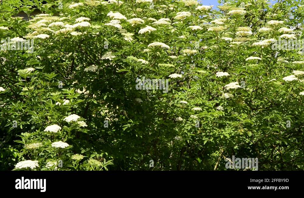 Elder tree Stock Videos & Footage HD and 4K Video Clips Alamy