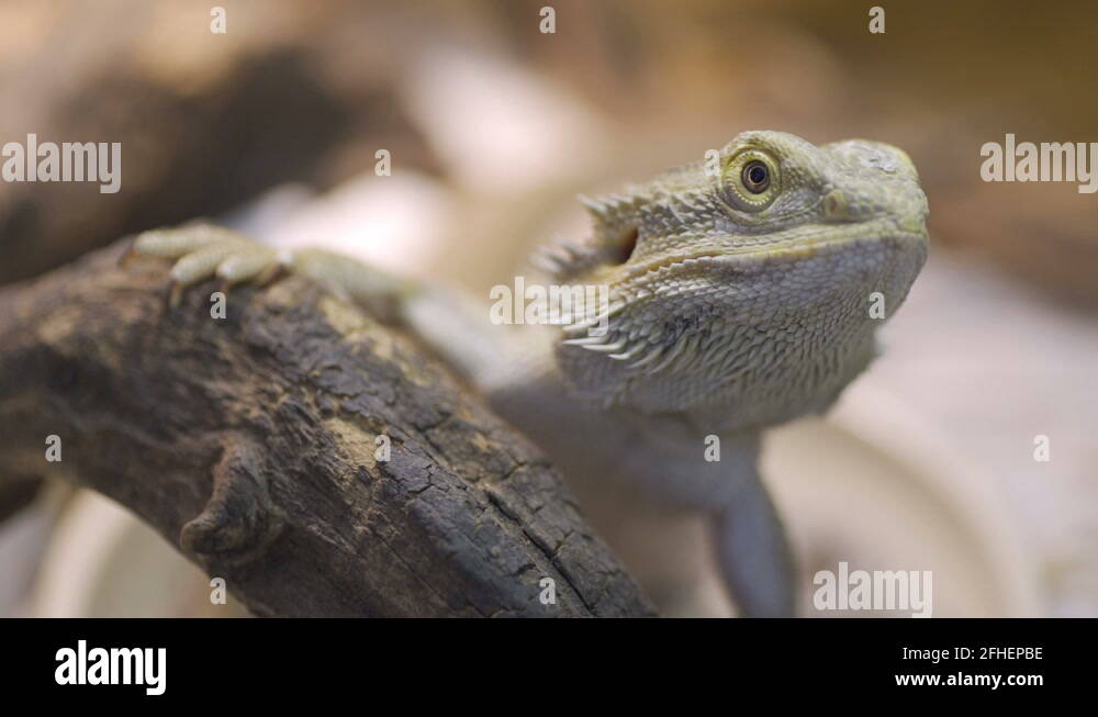 Lizard eating cockroach Stock Videos & Footage HD and 4K Video Clips