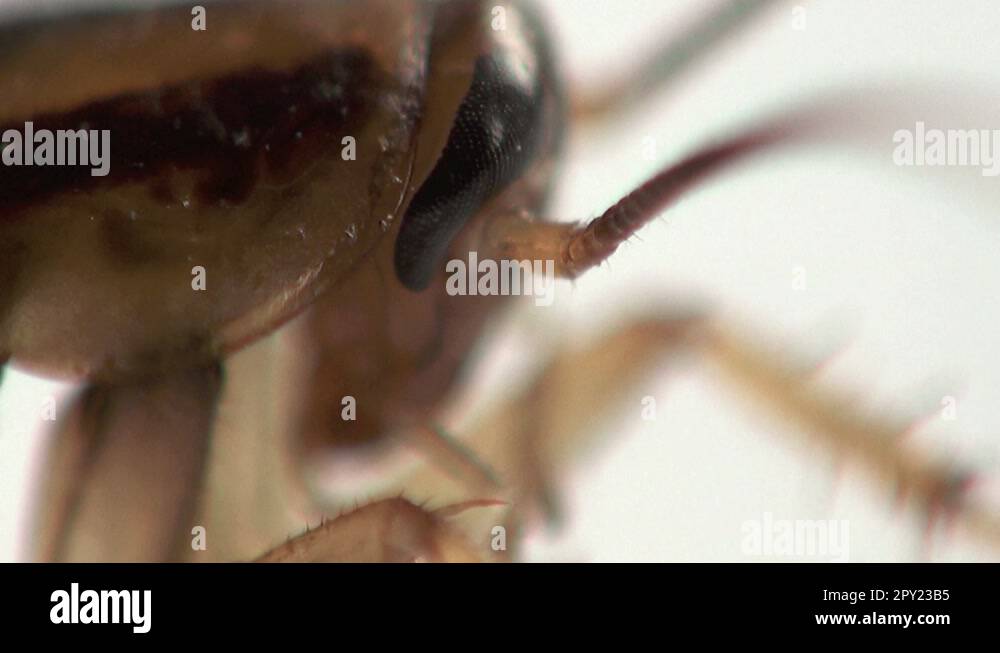 Head cockroach micro Stock Video Footage - Alamy