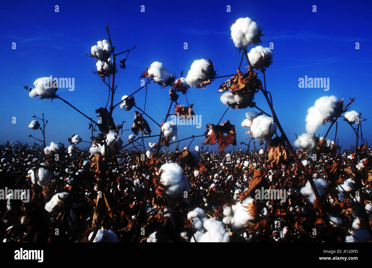 Cotton fiber baled hires stock photography and images Alamy
