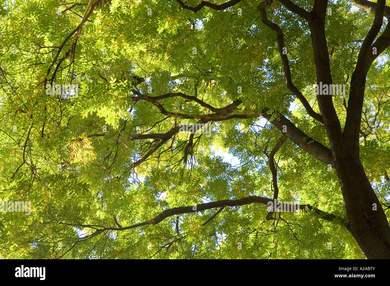 ash tree, fraxinus Stock Photo Alamy