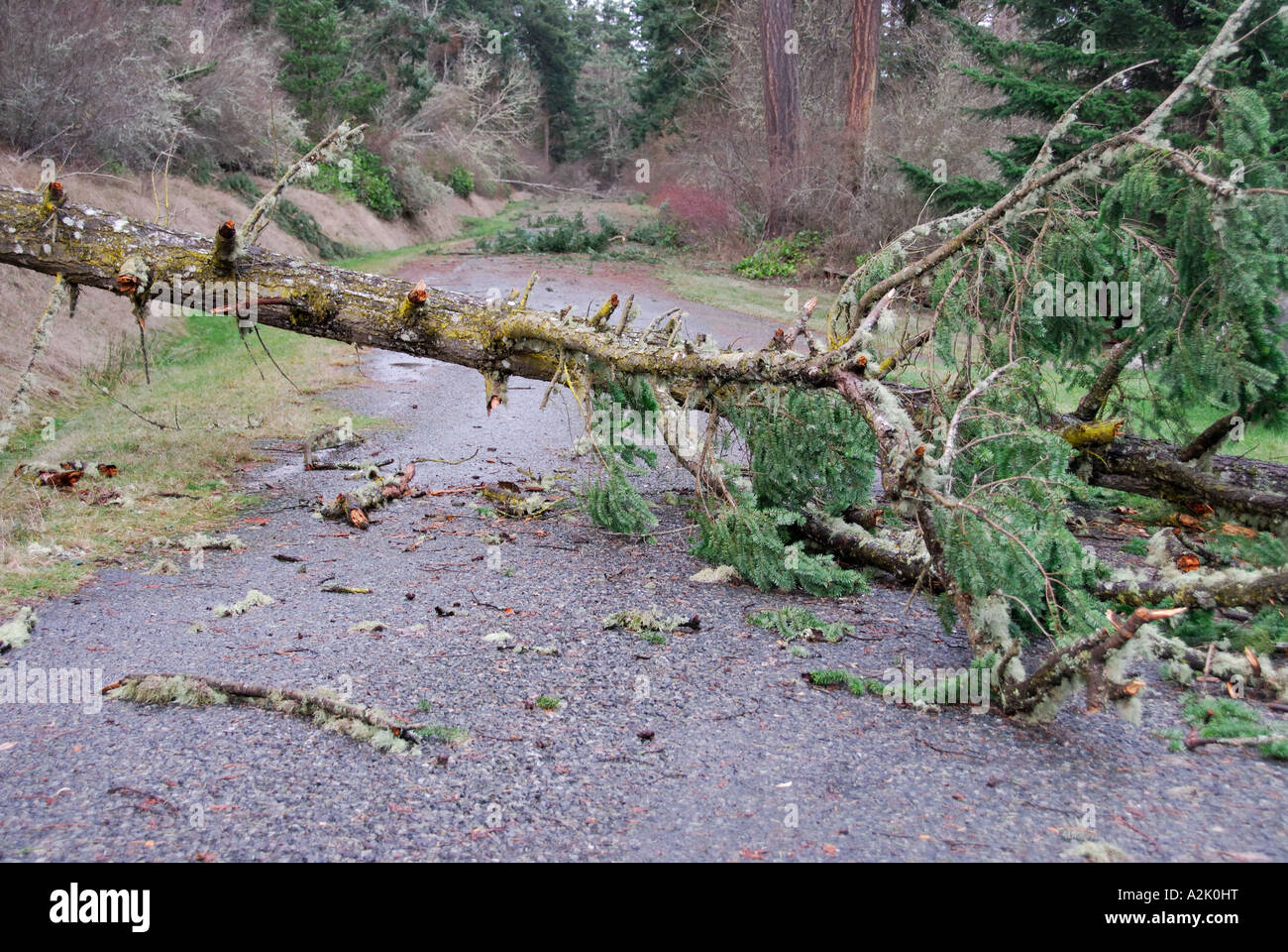 "Fallen tree, blocking road Stock Photo Alamy