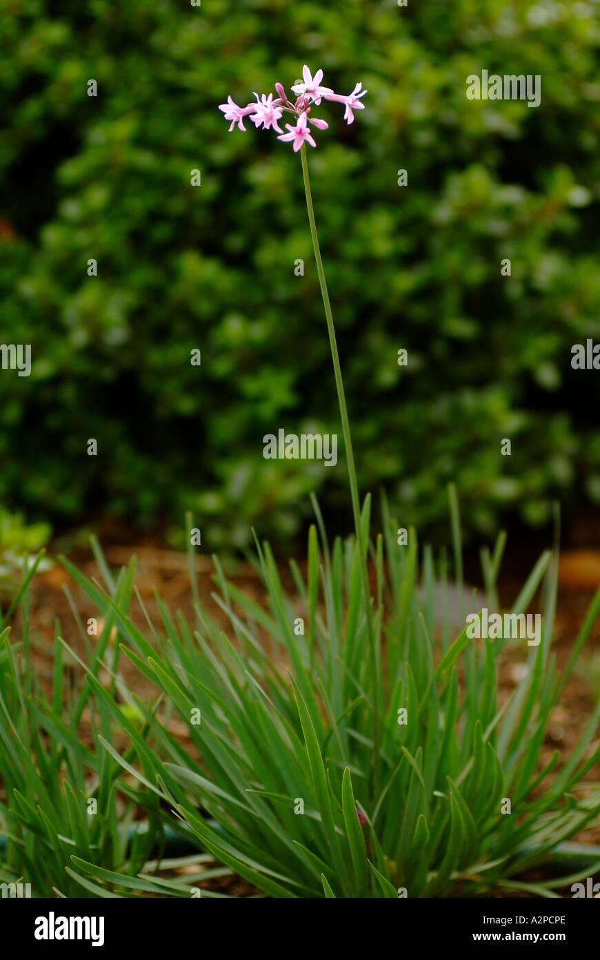 Long stem flowers hires stock photography and images Alamy