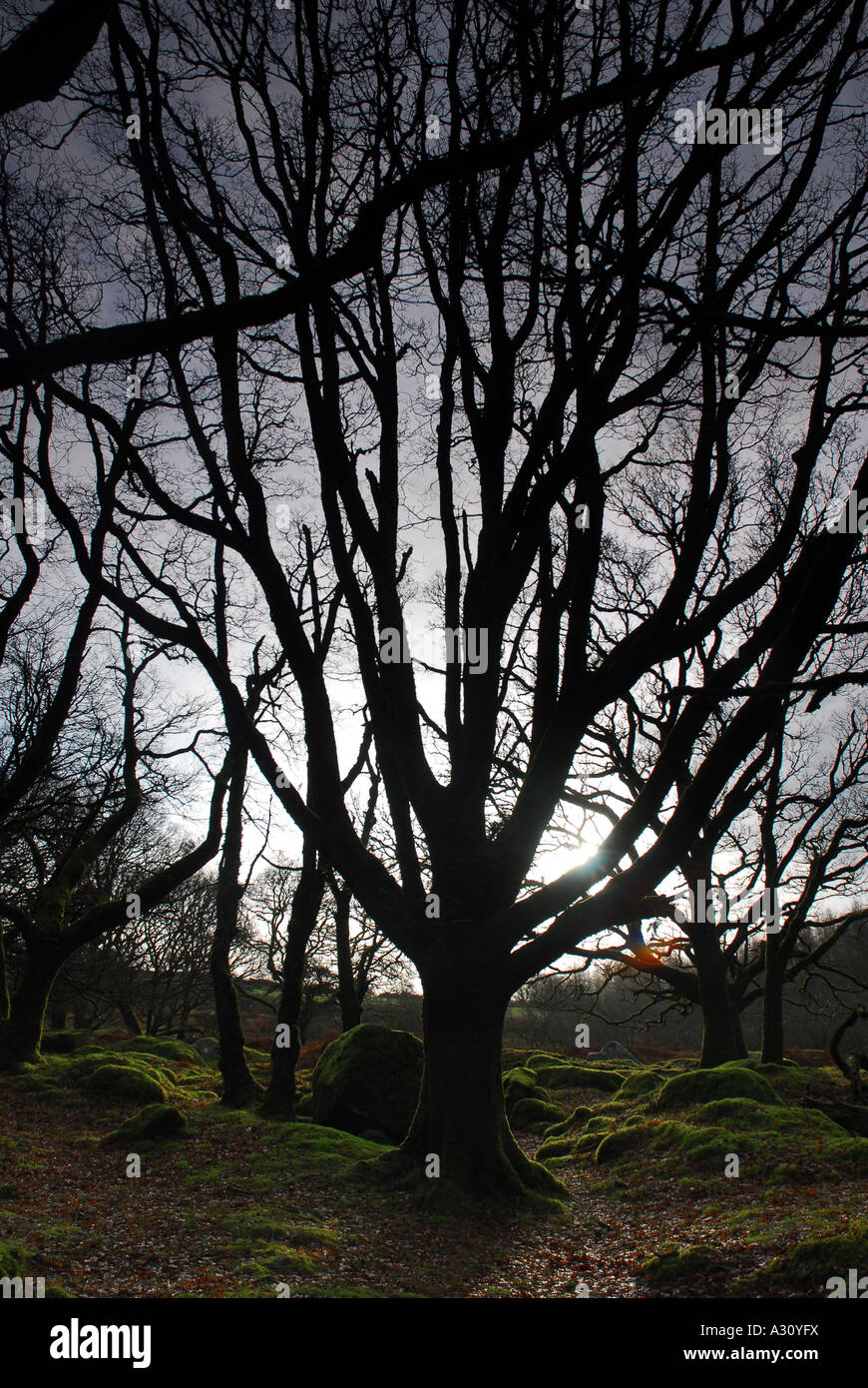 Evil tree hires stock photography and images Alamy