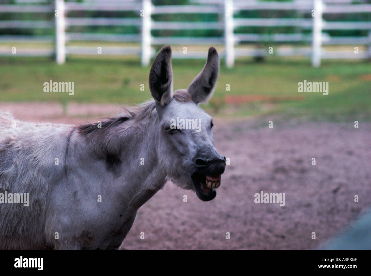Donkey braying Stock Photo Alamy