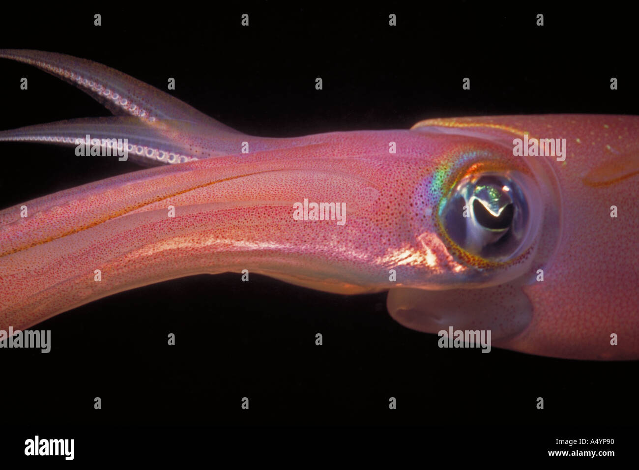 Squid Colour Change Stock Photo Alamy