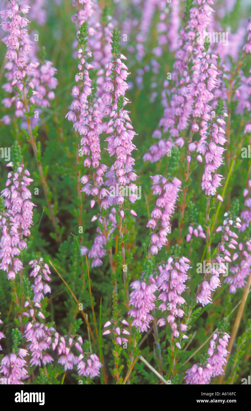 Cornish heath hires stock photography and images Alamy