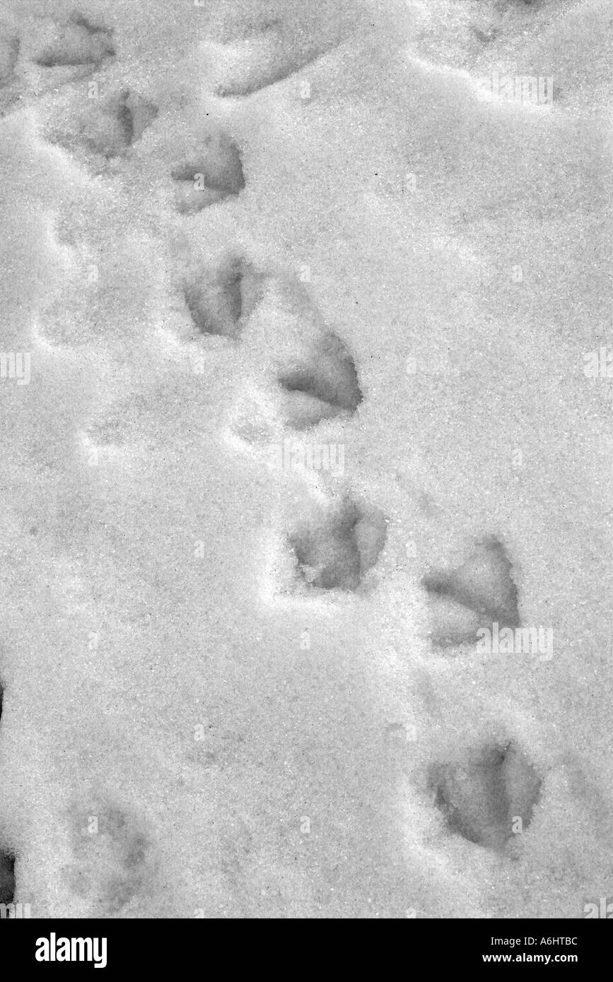 Duck Tracks Stock Photo Alamy