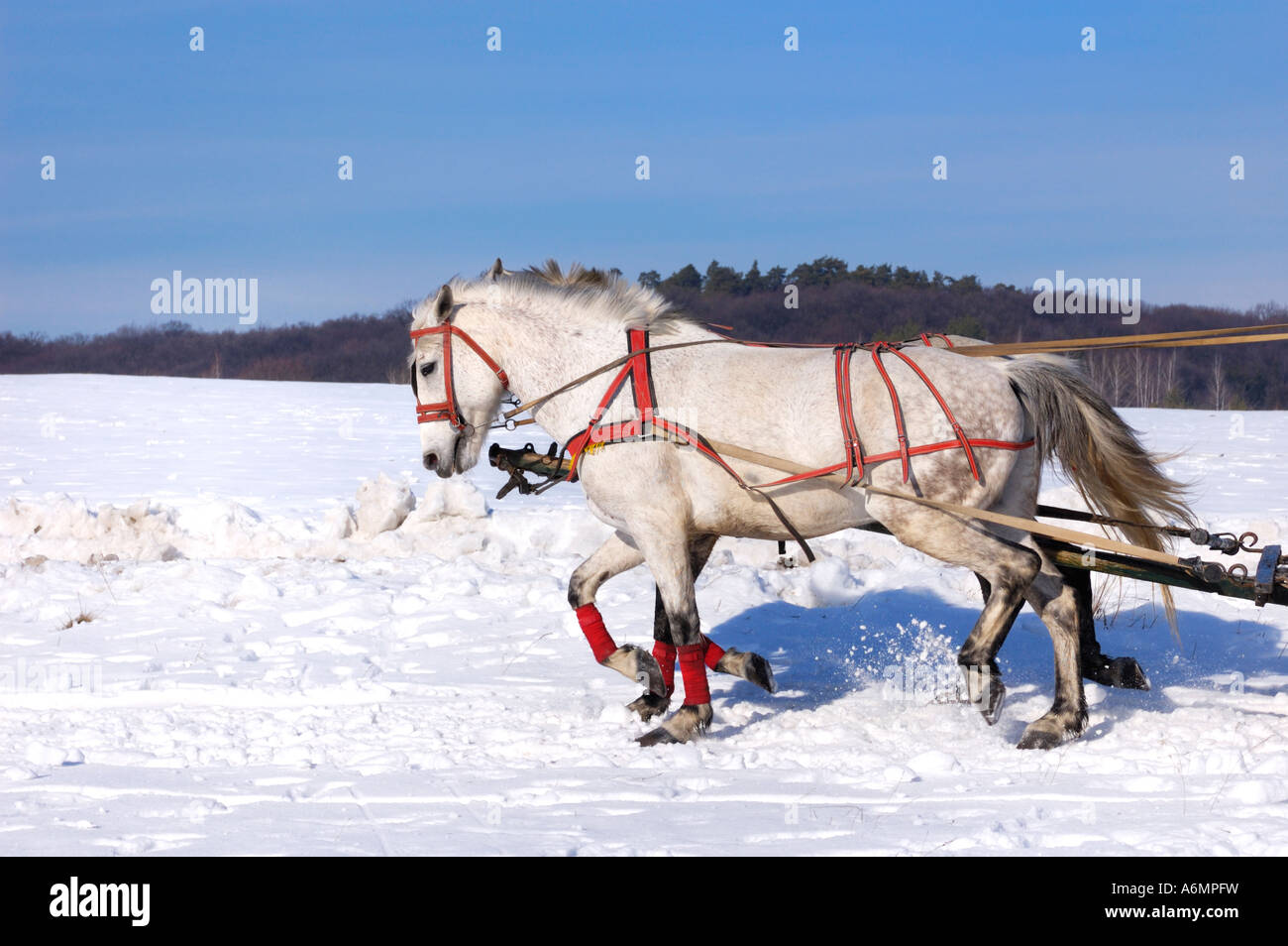 Two horses pulling sledge Stock Photo Alamy
