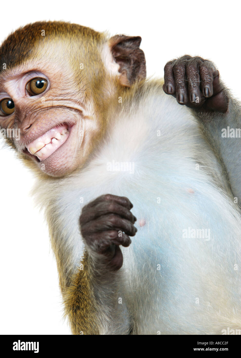 Java Macaque Monkey Stock Photo, Royalty Free Image 576559 Alamy