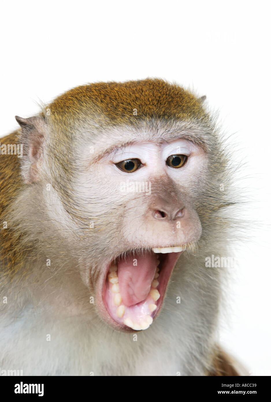 Java Macaque Monkey Stock Photo Alamy