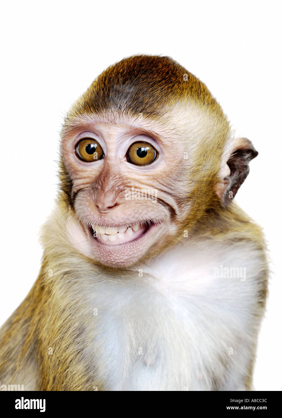 Java Macaque Monkey Stock Photo, Royalty Free Image 576572 Alamy
