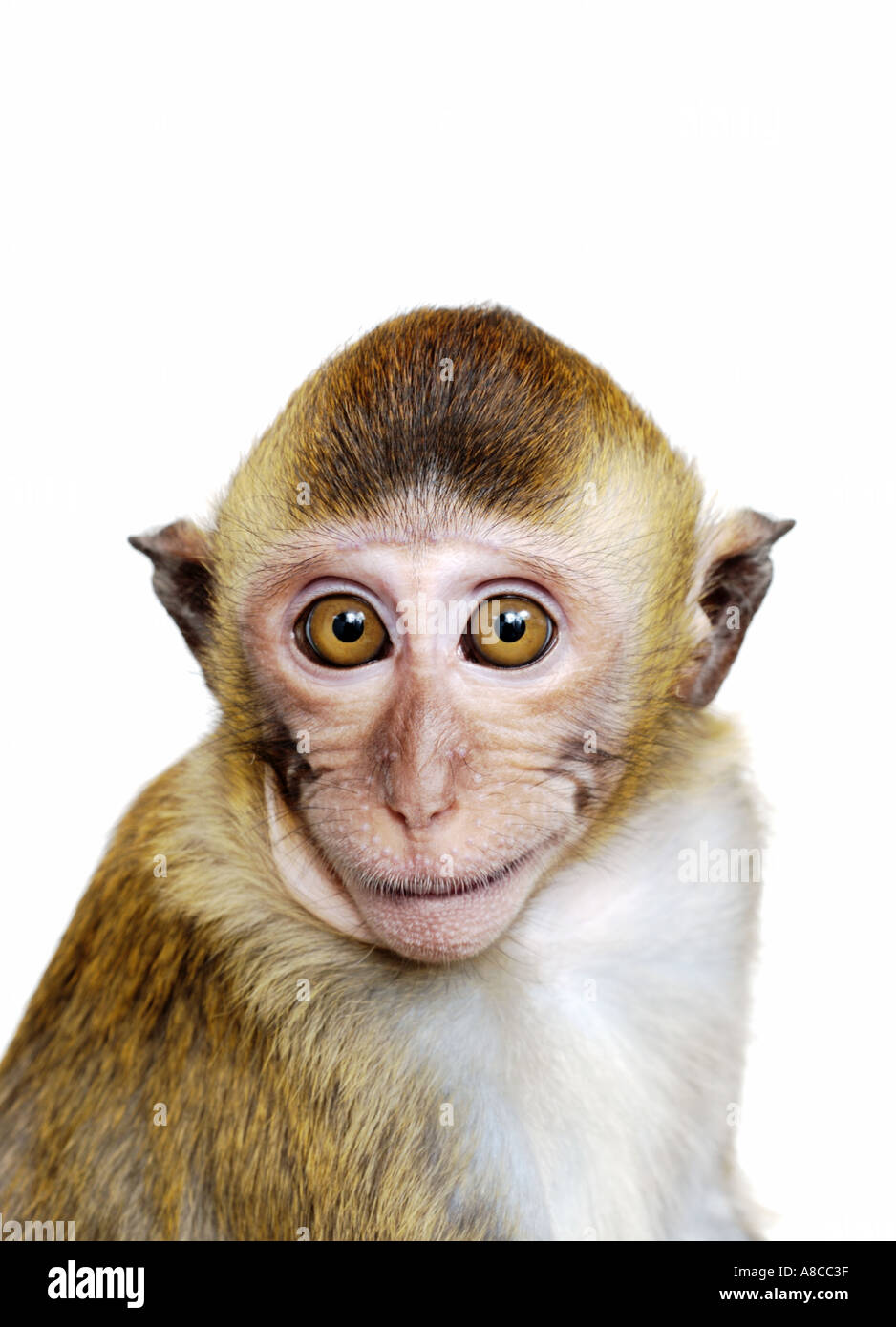 Java Macaque Monkey Stock Photo 576575 Alamy