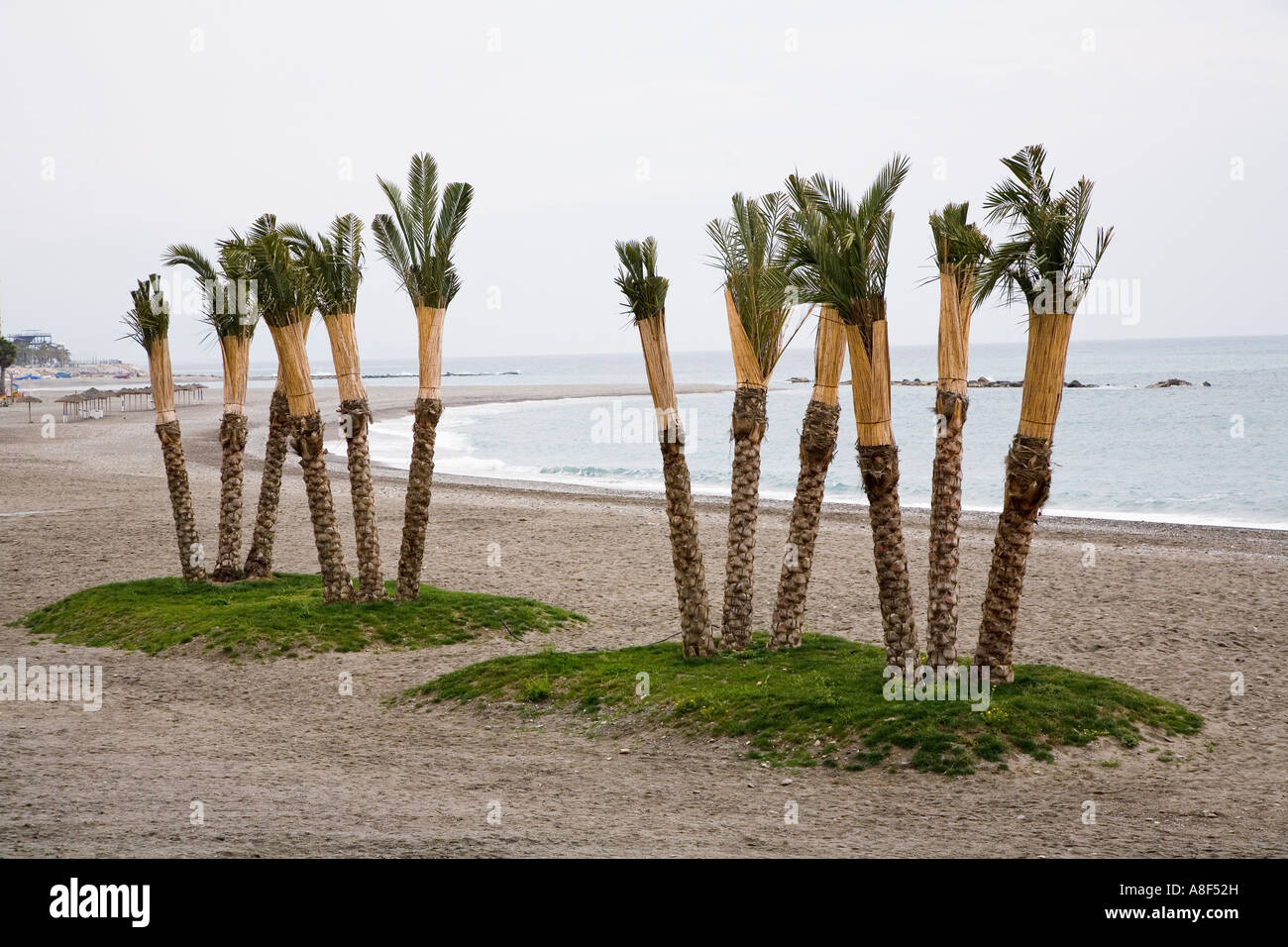 Palm trees on exposed beach bound up for protection during winter