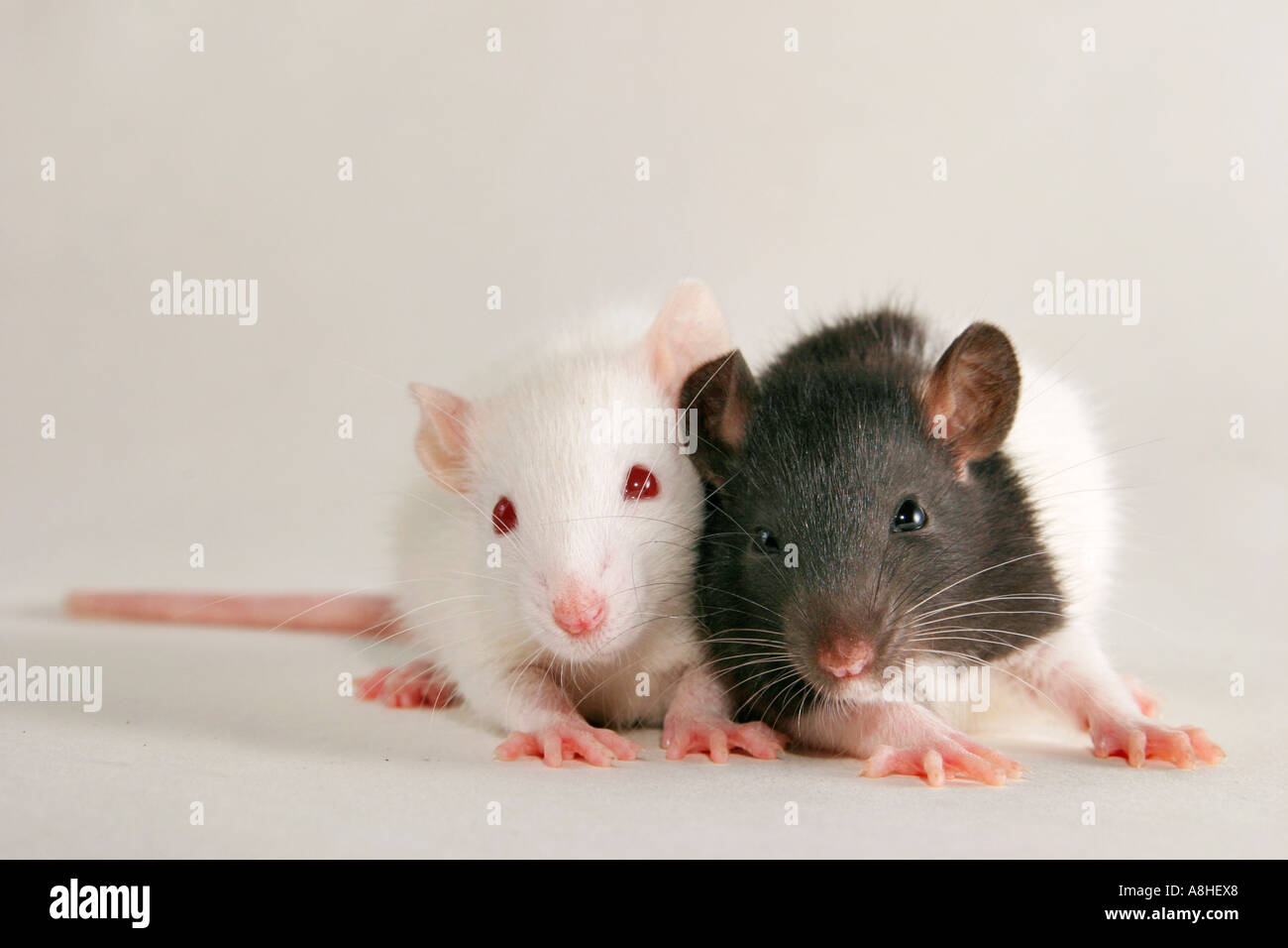 Two rats Stock Photo Alamy