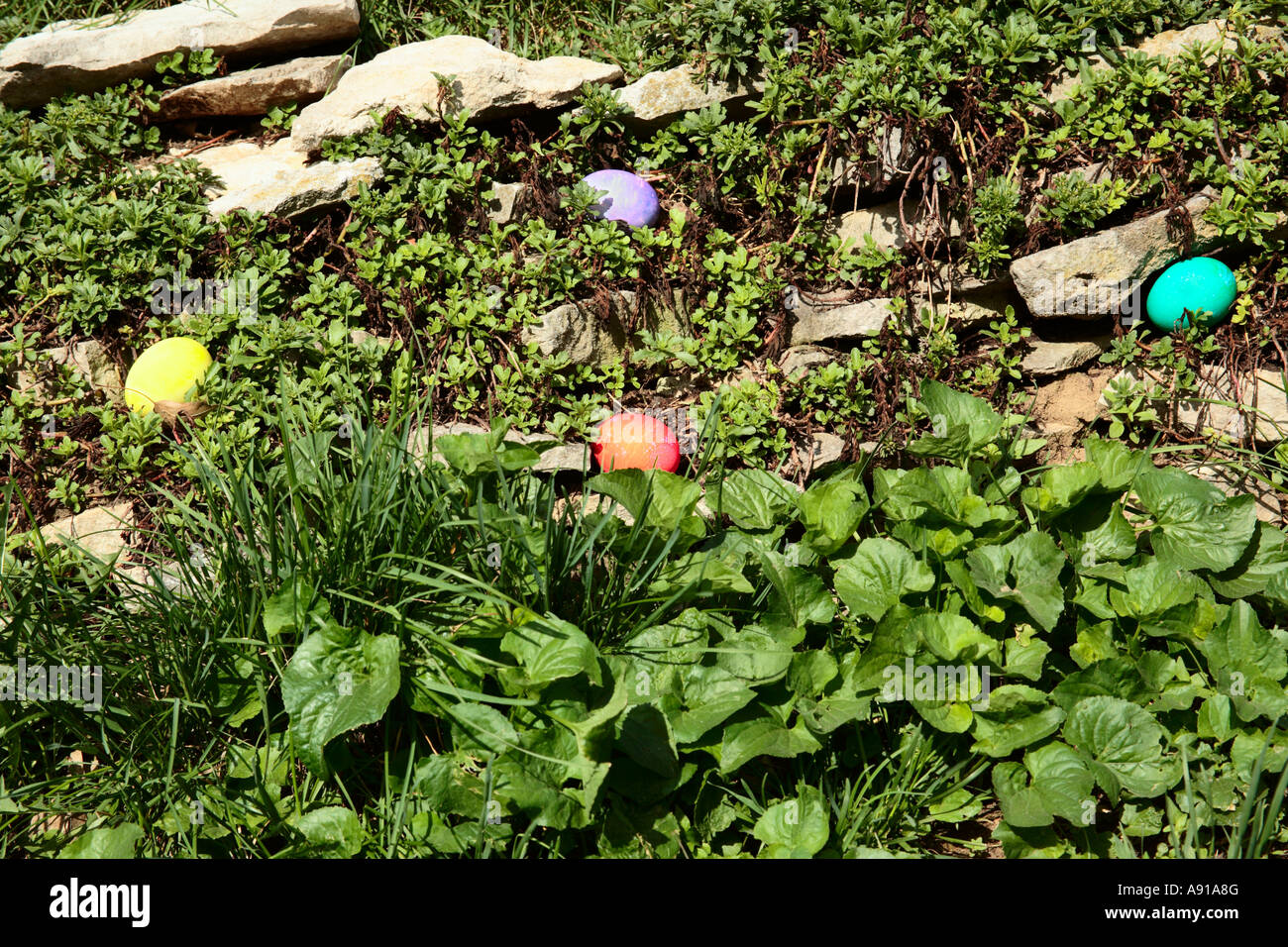 Hidden Easter Eggs Stock Photo Alamy