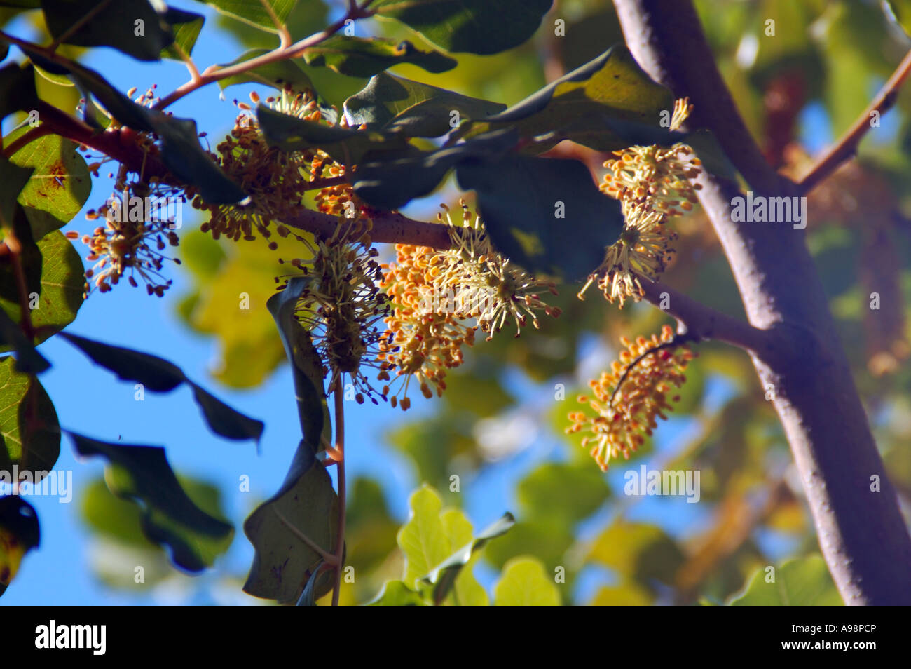 Flowers of the carob tree hires stock photography and images Alamy