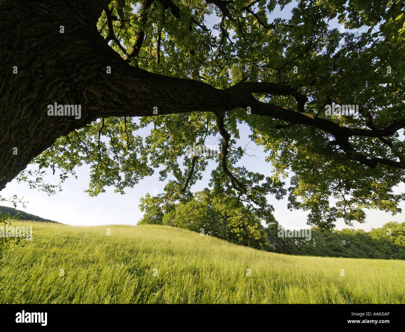 Bork oak tree hires stock photography and images Alamy