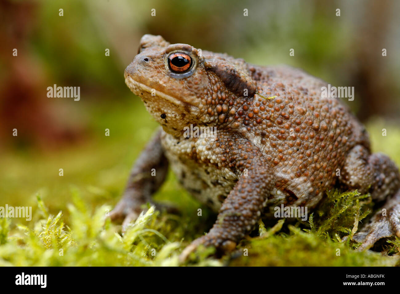 Came toad hires stock photography and images Alamy